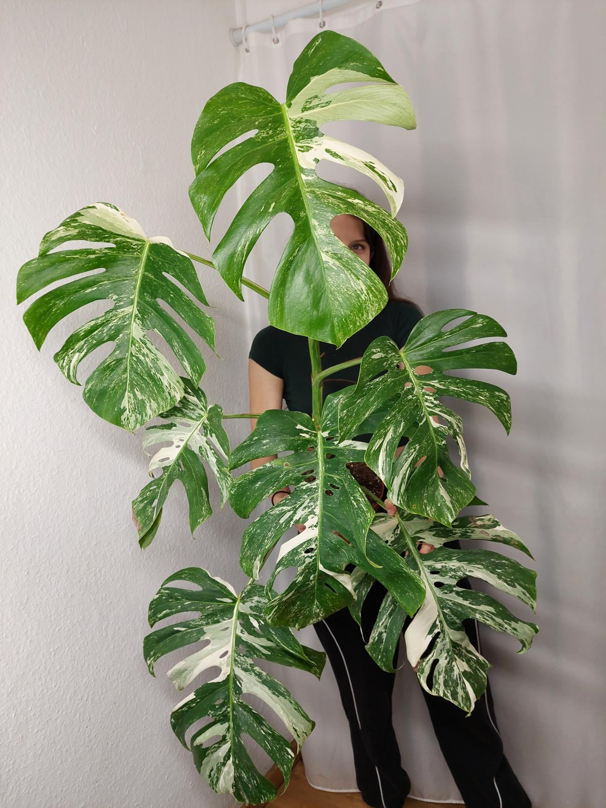 Monstera Variegata Adult