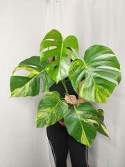 Monstera Aurea