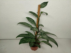 Raphidophora Elliptica Mint