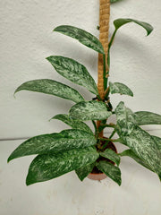 Raphidophora Elliptica Mint