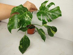 Monstera Electrolight groß