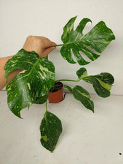 Monstera Electrolight groß