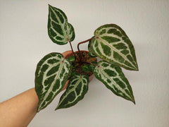 Anthurium Red Crystallinum Variegata