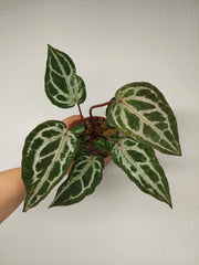 Anthurium Red Crystallinum Variegata