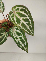 Anthurium Red Crystallinum Variegata