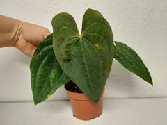 Anthurium Papillilaminum x Dressleri