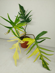 Philodendron Tortum x Florida Beauty Variegata