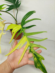Philodendron Tortum x Florida Beauty Variegata