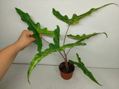 Alocasia Sabrina Aurea