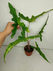 Alocasia Sabrina Aurea