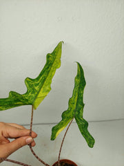 Alocasia Sabrina Aurea