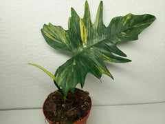 Philodendron Florida Beauty x Mayoi Steckling