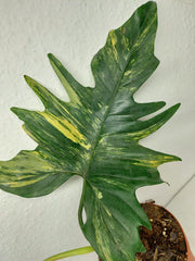 Philodendron Florida Beauty x Mayoi Steckling