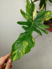 Philodendron Bipennifolium x Florida Beauty Variegata