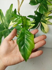 Philodendron Bipennifolium x Florida Beauty Variegata