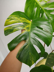 Monstera Aurea Stecklinge