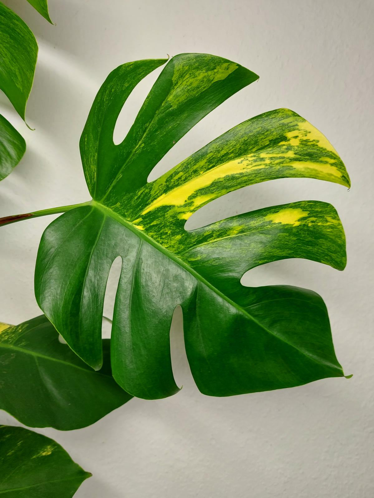 Monstera Aurea Stecklinge