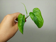 Monstera Siltepecana Aurea Steckling