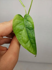 Monstera Siltepecana Aurea Steckling