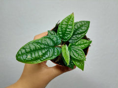 Piper Parmatum