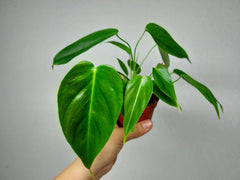 Philodendron Esmeraldense