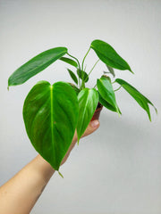Philodendron Esmeraldense