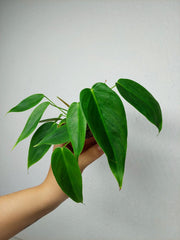 Philodendron Esmeraldense