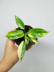Philodendron Florida Beauty Variegata
