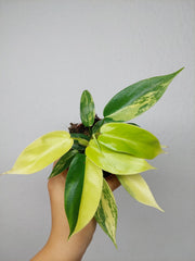 Philodendron Florida Beauty Variegata