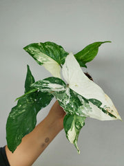 Syngonium Variegata