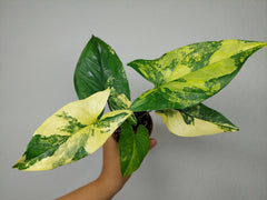 Syngonium Aurea