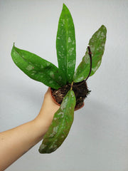 Hoya Kaikoeana Splash