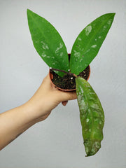Hoya Kaikoeana Splash