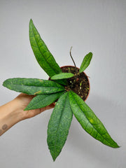 Hoya Finlaysonii Sukirin