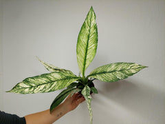 Spathiphyllum Sensation Variegata