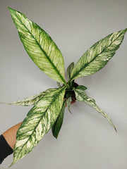 Spathiphyllum Sensation Variegata