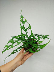 Monstera Obliqua Peru