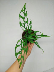 Monstera Obliqua Peru
