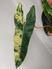 Philodendron Billietiae Variegata XXL