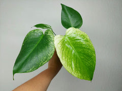 Monstera Devil Monster