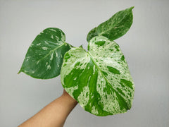 Monstera Bulbasaur (zum aussuchen)