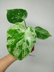 Monstera Bulbasaur (zum aussuchen)