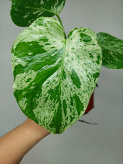 Monstera Bulbasaur (zum aussuchen)