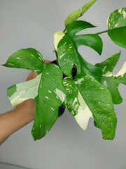 Monstera Minima (Raphidophora Tetrasperma) Thai Constellation