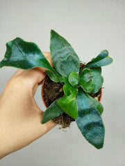 Microsorum Siamensis