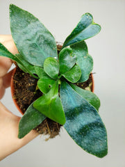 Microsorum Siamensis
