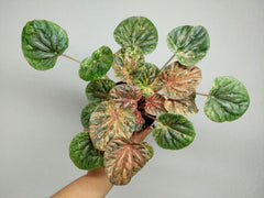 Peperomia Caperata Var.
