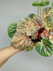 Peperomia Caperata Var.