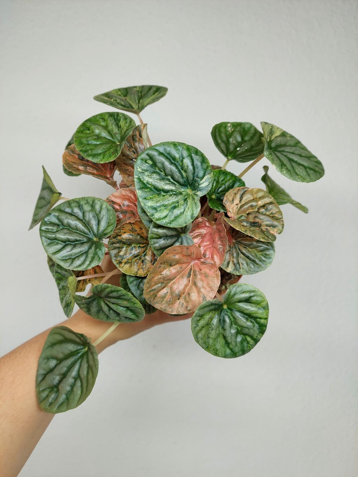 Peperomia Caperata Var.