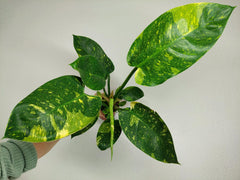Philodendron Green Congo Variegata groß